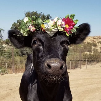 Sale Ranch Cow
