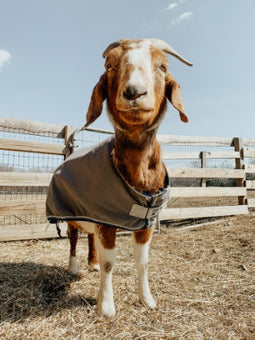 Woodstock Farm Sanctuary goat